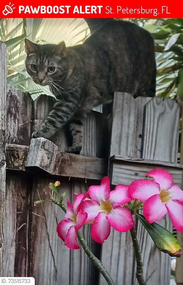 Lost Female Cat last seen Holiday park neighborhood Tyrone Area 63rd st 27th avenN, St. Petersburg, FL 33710