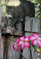 Lost Female Cat last seen Holiday park neighborhood Tyrone Area 63rd st 27th avenN, St. Petersburg, FL 33710