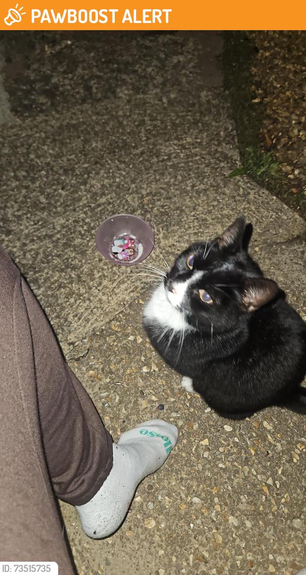 Found/Stray Unknown Cat last seen St johns primary school, Cambridgeshire, England 