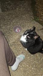 Found/Stray Unknown Cat last seen St johns primary school, Cambridgeshire, England 
