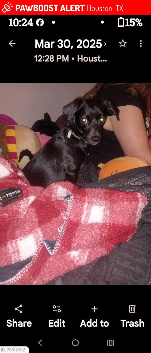 Lost Male Dog last seen Near and Red Oak, Houston, TX 77090