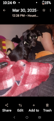 Lost Male Dog last seen Near and Red Oak, Houston, TX 77090