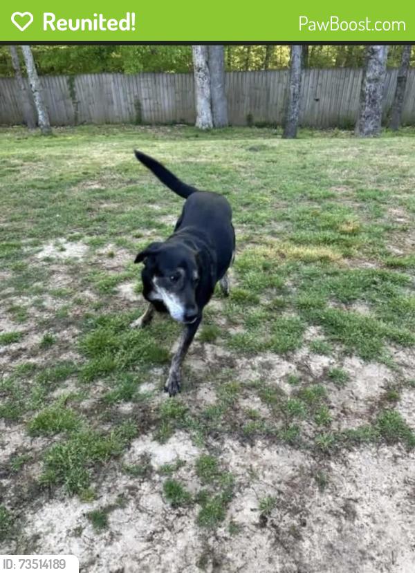 Reunited Male Dog last seen Brunswick kitchen, Bartlett, TN 38134
