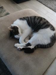 Reunited Male Cat last seen Near Englehardt St, Charlotte, NC 28216, USA, Charlotte, NC 28216