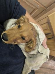 Reunited Female Dog last seen Farmington High School, Farmington, UT 84025
