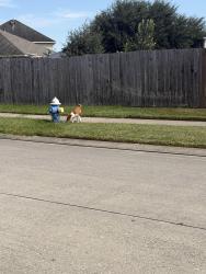 Found/Stray Unknown Dog last seen Which way 77339, Houston, TX 77339
