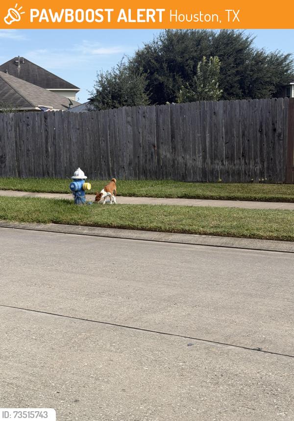 Found/Stray Unknown Dog last seen Which way 77339, Houston, TX 77339