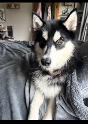 Reunited Female Dog last seen LA Fitness, Plainfield, IL 60586