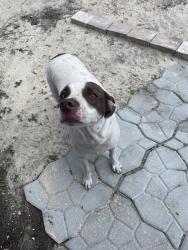 Found/Stray Female Dog last seen Holden Dr & County line, Shady Hills, FL 34609