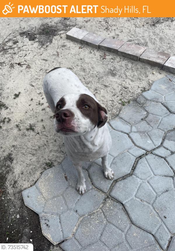 Found/Stray Female Dog last seen Holden Dr & County line, Shady Hills, FL 34609