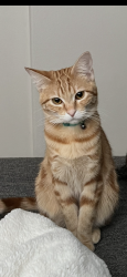 Lost Female Cat last seen Menifee Lakes, Menifee, CA 92584