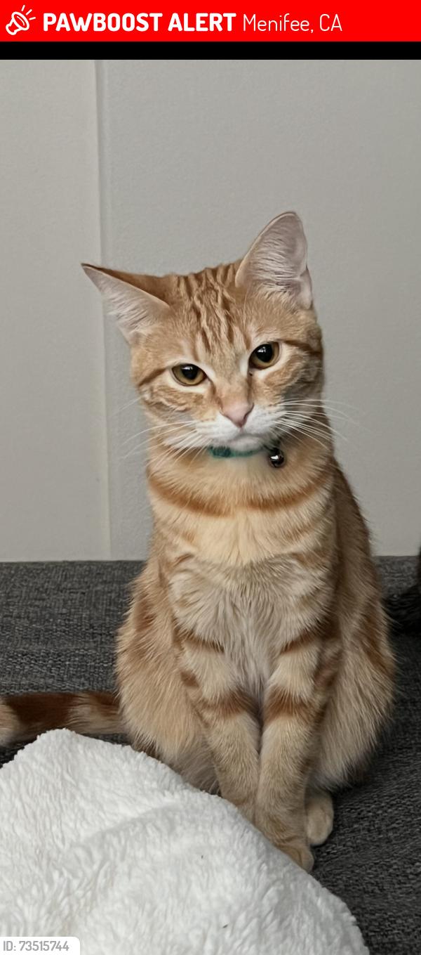 Lost Female Cat last seen Menifee Lakes, Menifee, CA 92584