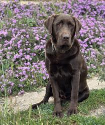 Reunited Male Dog last seen Wrightwood & West Likac, Bonsall, CA 92003