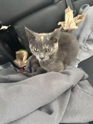 Found/Stray Female Cat last seen Lorraine Hotel parking lot (Jefferson Ave and 12th), Toledo, OH 43604