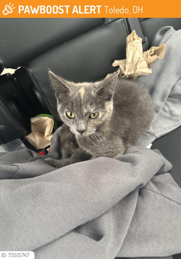 Found/Stray Female Cat last seen Lorraine Hotel parking lot (Jefferson Ave and 12th), Toledo, OH 43604
