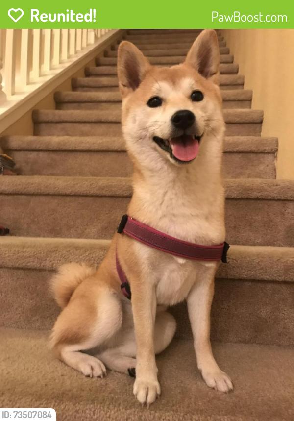 Reunited Female Dog last seen Laurel Grove Ln, Fulshear, TX 77441