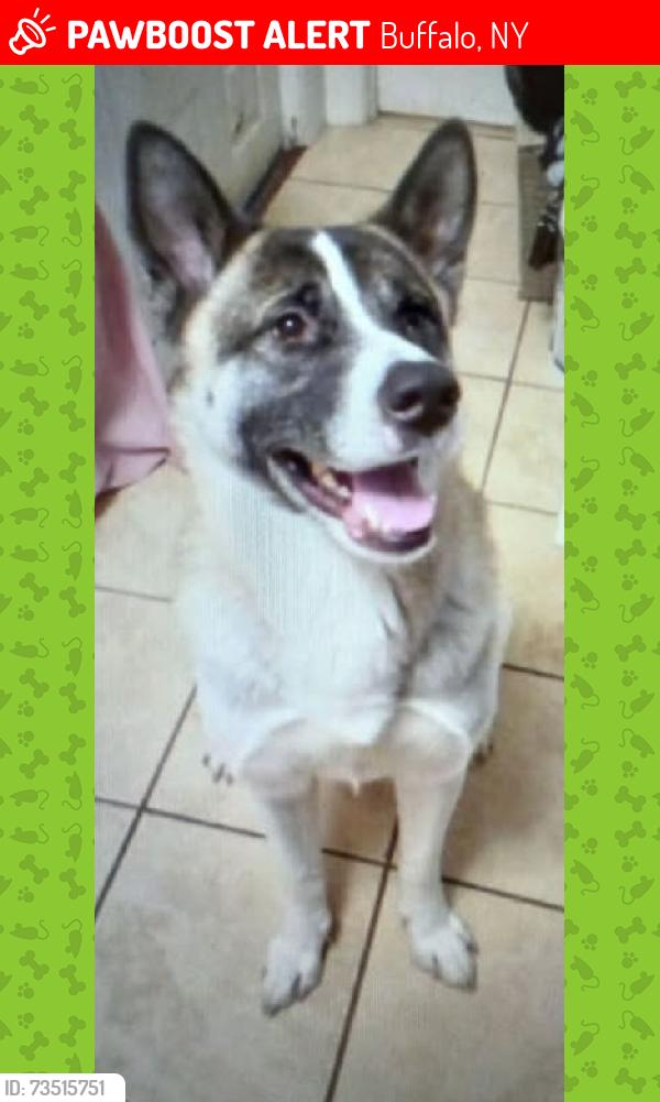 Lost Female Dog last seen Hoyt Street and Baynes Street, Buffalo, NY 14213