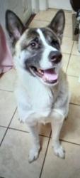 Lost Female Dog last seen Hoyt Street and Baynes Street, Buffalo, NY 14213