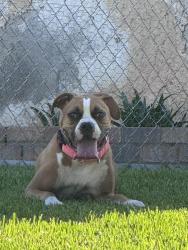 Reunited Female Dog last seen Bush ave and moss, Riverside, CA 92508