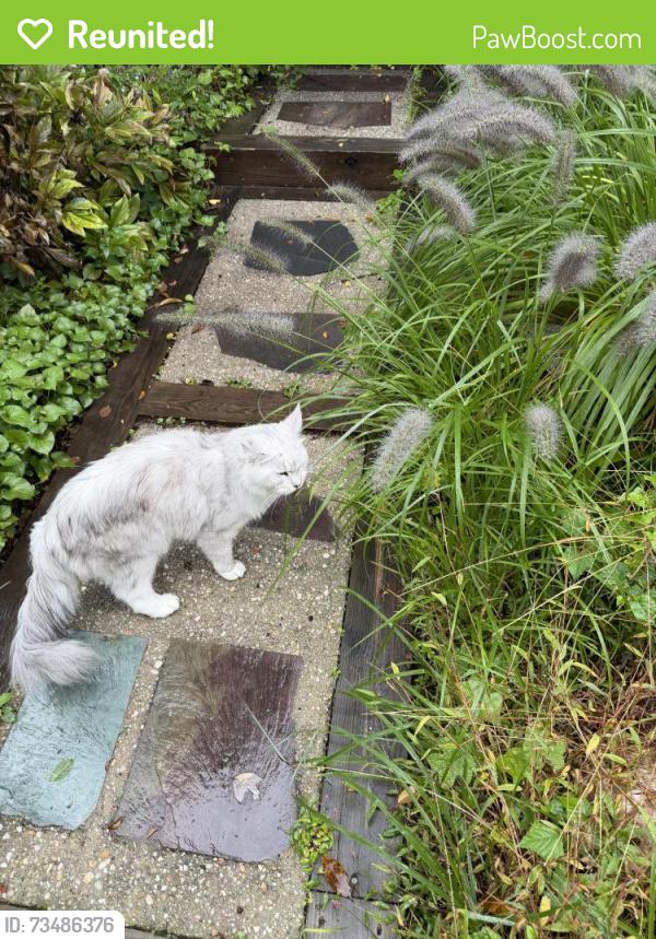 Reunited Unknown Cat last seen Franklin and ashwood, South Kensington, MD 20895