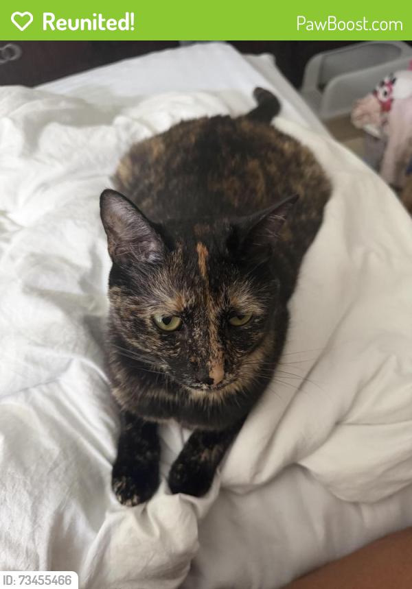 Reunited Female Cat last seen Westwind Dr in Loma Del Sol, Four Corners, FL 33896