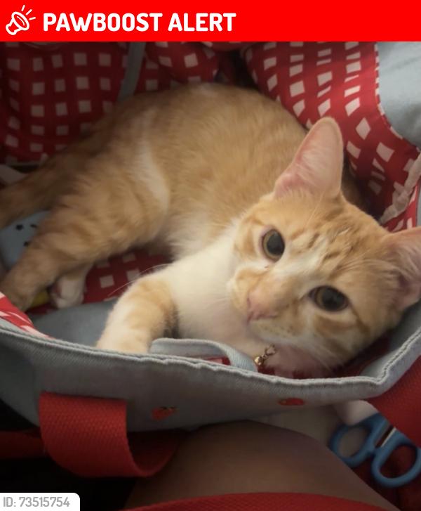 Lost Male Cat last seen Near Lochmoor Cir, North Fort Myers FL 33903, North Fort Myers, FL 33903