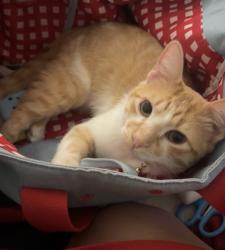 Lost Male Cat last seen Near Lochmoor Cir, North Fort Myers FL 33903, North Fort Myers, FL 33903
