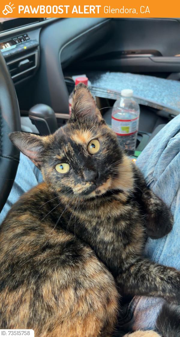 Found/Stray Unknown Cat last seen Louie Pompeii, Glendora, CA 91740