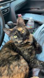 Found/Stray Unknown Cat last seen Louie Pompeii, Glendora, CA 91740