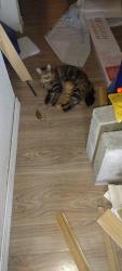 Found/Stray Female Cat last seen Sunn Fjord, Bremerton, WA 98312