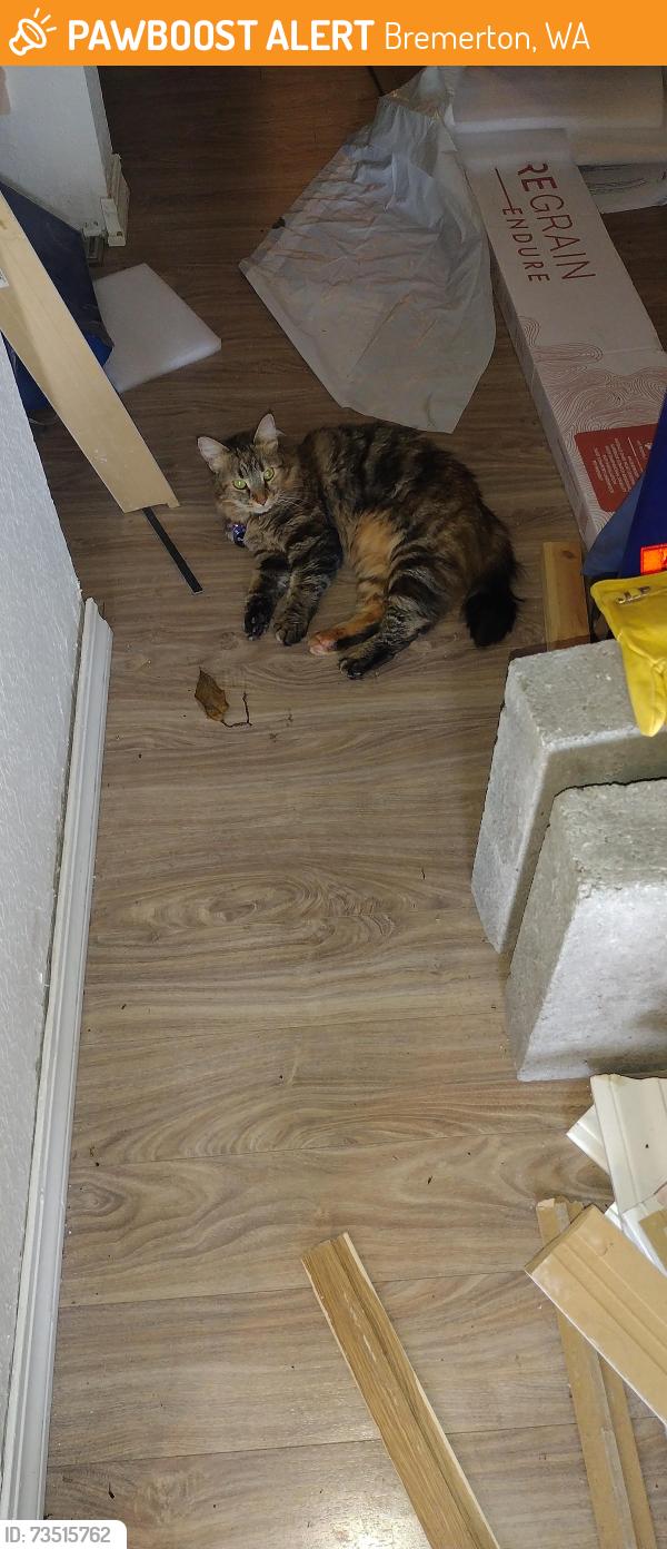 Found/Stray Female Cat last seen Sunn Fjord, Bremerton, WA 98312