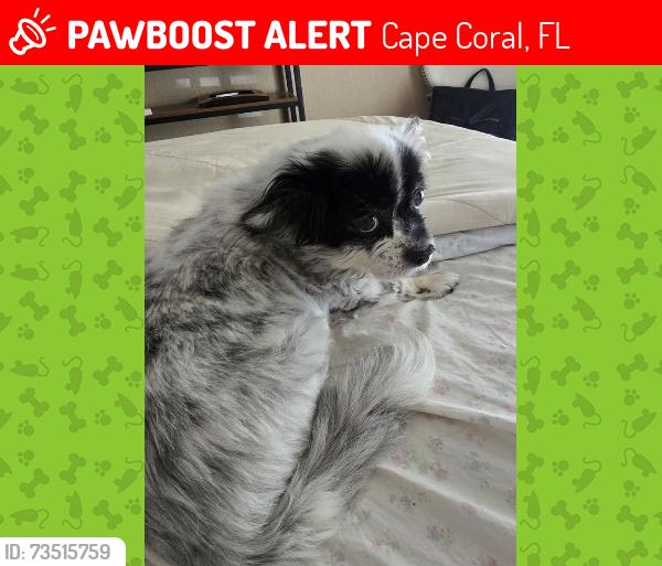 Lost Female Dog last seen Sands & 29th Avenue, Cape Coral, FL 33914