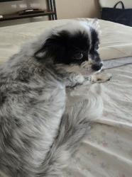 Lost Female Dog last seen Sands & 29th Avenue, Cape Coral, FL 33914