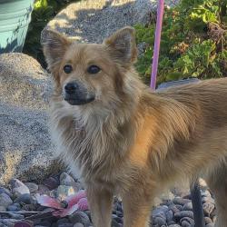 Found/Stray Unknown Dog last seen Barton and Nandina, Mead Valley, CA 92508