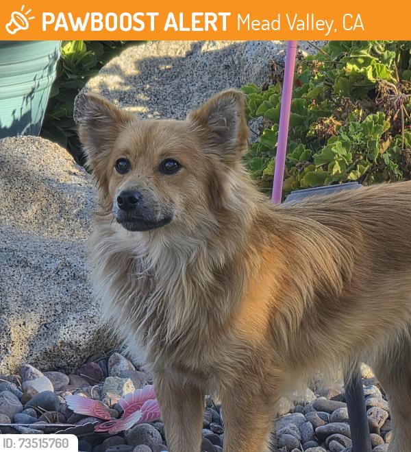 Found/Stray Unknown Dog last seen Barton and Nandina, Mead Valley, CA 92508