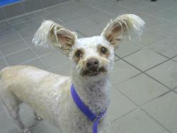 Shelter Stray Female Dog last seen Near BLOCK ORTIZ DR NE, 8920 Lomas Blvd NE, Albuquerque, NM 87112, USA