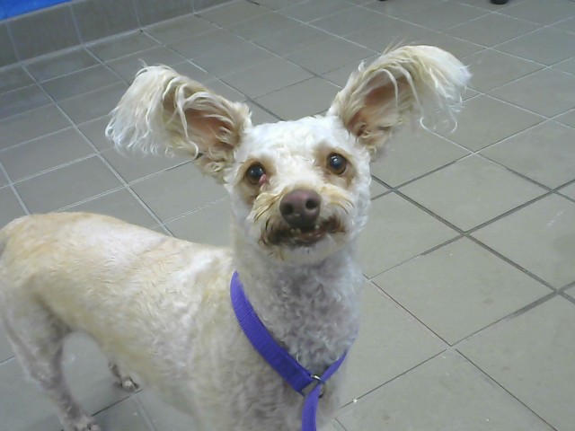 Shelter Stray Female Dog last seen Near BLOCK ORTIZ DR NE, 8920 Lomas Blvd NE, Albuquerque, NM 87112, USA