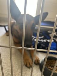 Shelter Stray Female Dog last seen RUBIA DR / SHELDON RD, 9150 Union Park Way, Elk Grove, CA 95624, USA