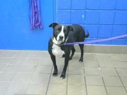 Shelter Stray Female Dog last seen , 8920 Lomas Blvd NE, Albuquerque, NM 87112, USA
