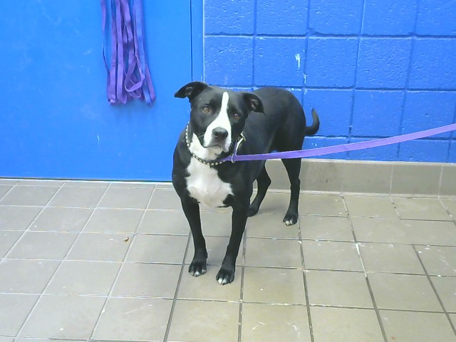 Shelter Stray Female Dog last seen , 8920 Lomas Blvd NE, Albuquerque, NM 87112, USA