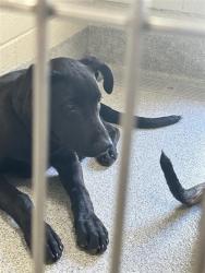 Shelter Stray Male Dog last seen RUBIA DR / SHELDON RD, 9150 Union Park Way, Elk Grove, CA 95624, USA