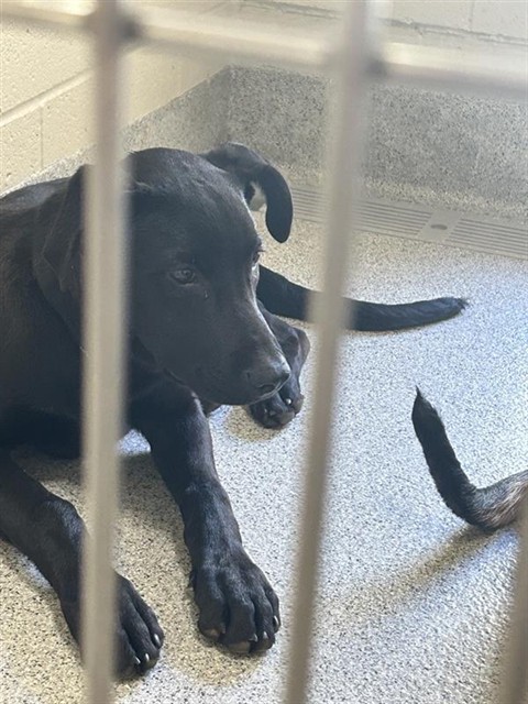 Shelter Stray Male Dog last seen RUBIA DR / SHELDON RD, 9150 Union Park Way, Elk Grove, CA 95624, USA