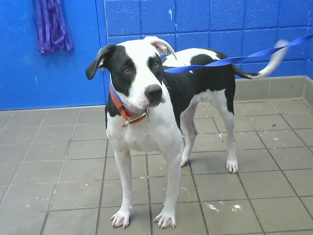 Shelter Stray Male Dog last seen , 8920 Lomas Blvd NE, Albuquerque, NM 87112, USA