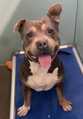 Shelter Stray Male Dog last seen , 600 Aviation Dr, Camarillo, CA 93010, USA
