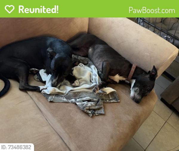Reunited Female Dog last seen Rockledge country club, Rockledge, FL 32955