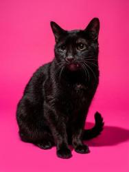 Shelter Stray Female Cat last seen Near BLOCK LECHLADE ST, 2020 Forest St, Jacksonville, FL 32204, USA