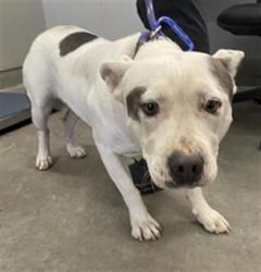 Shelter Stray Female Dog last seen , 600 Aviation Dr, Camarillo, CA 93010, USA