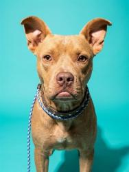 Shelter Stray Male Dog last seen BALDWIN, 2020 Forest St, Jacksonville, FL 32204, USA