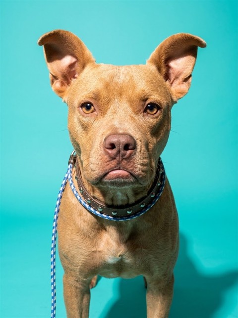 Shelter Stray Male Dog last seen BALDWIN, 2020 Forest St, Jacksonville, FL 32204, USA
