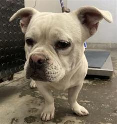 Shelter Stray Male Dog last seen , 600 Aviation Dr, Camarillo, CA 93010, USA